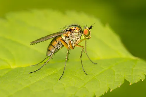 Dolichopus tonsus