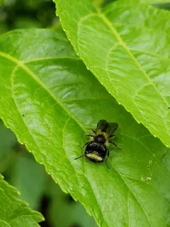 Miner's Lettuce Miner thumbnail 4