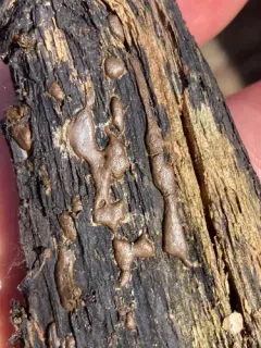 Enteridium liceoides thumbnail 1