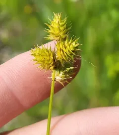 Troublesome Sedge thumbnail 2