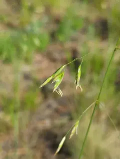 Big Rough Fescue thumbnail 4
