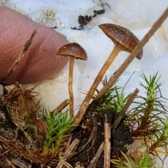 mountain moss deconica thumbnail 3