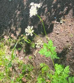 Celery Leaf Lovage thumbnail 4