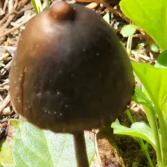 Petticoat Mottlegill thumbnail 4
