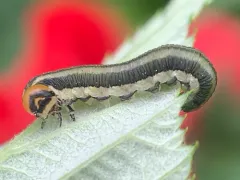Nursery Pine Sawfly thumbnail 4