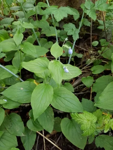 broadleaf bluebells