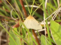 Pearly Indigo Borer thumbnail 2