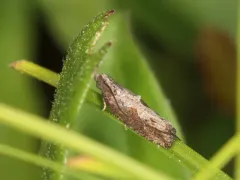 Bayberry Leaftier Moth thumbnail 4