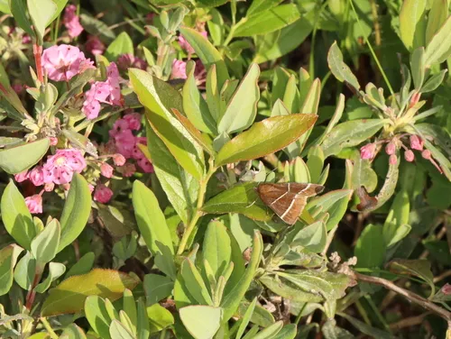Four-lined Chocolate Moth