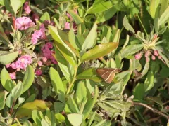 Four-lined Chocolate Moth thumbnail 1