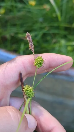 saw-toothed sedge
