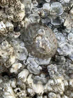 Boreal limpet thumbnail 4