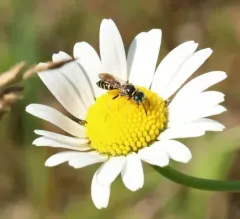 Philanthus politus thumbnail 3