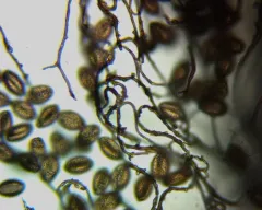 Enerthenema melanospermum thumbnail 2