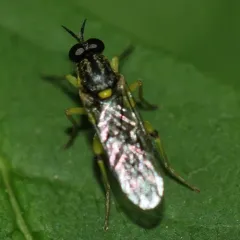 Solva pallipes thumbnail 1