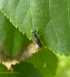 Merosargus caeruleifrons thumbnail 2