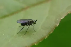 Gymnopternus barbatulus thumbnail 3