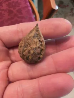 Japanese walnut thumbnail 4