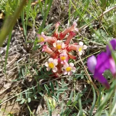 clustered broomrape thumbnail 4
