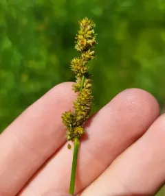 Yellow-fruited Sedge thumbnail 3