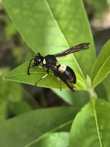 Euodynerus bidens