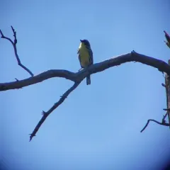 Kirtland's Warbler thumbnail 3