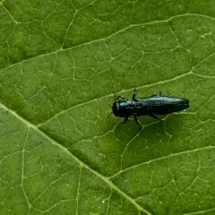 European Oak Borer thumbnail 4
