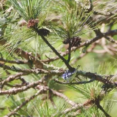 Cerulean Warbler thumbnail 4