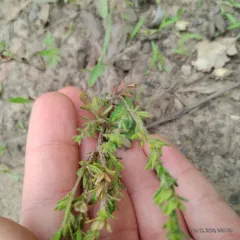 Spring Speedwell thumbnail 1