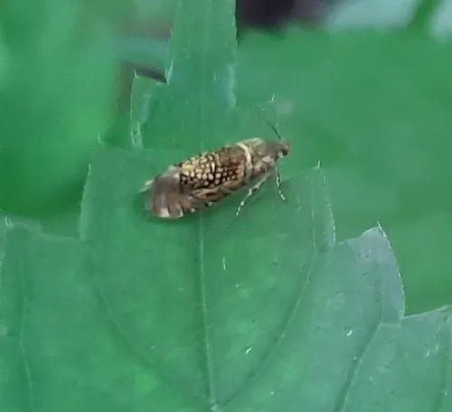 Glyphipterix quadragintapunctata
