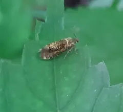 Glyphipterix quadragintapunctata thumbnail 1