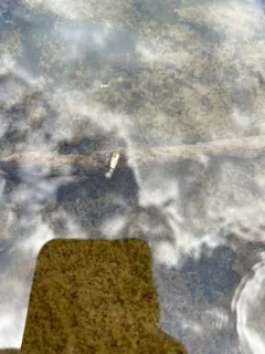 Psathyrella aquatica thumbnail 2