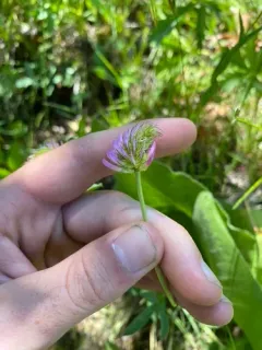 Douglas' Clover thumbnail 1