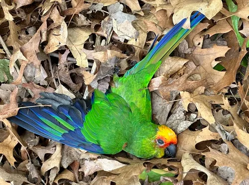 Golden-capped Parakeet