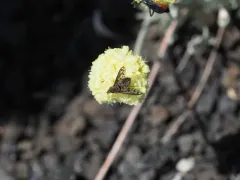 Cone-snout Bee Fly thumbnail 4