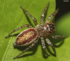 Dimorphic Jumping Spider thumbnail 2