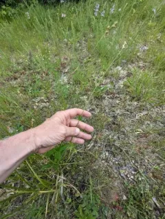 Shortbeak Sedge thumbnail 4