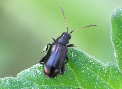 Black-headed Systena