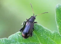 Black-headed Systena thumbnail 1