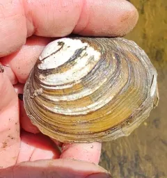 Long Solid Mussel thumbnail 3