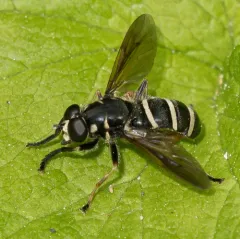Hairy-winged Falsehorn thumbnail 3