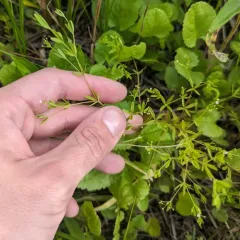 Bluntleaf Bedstraw thumbnail 4