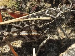 Xanthippus brooksi thumbnail 3