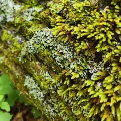 Whiskered Shadow Lichen thumbnail 4