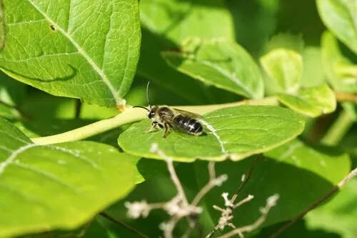Melitta melittoides