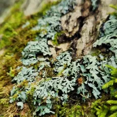 Cupped Fringe Lichen thumbnail 4