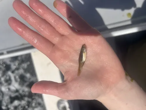 Rainwater Killifish