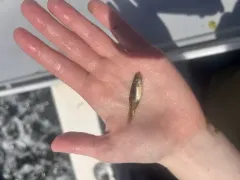 Rainwater Killifish thumbnail 1