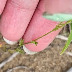 Western Tansymustard thumbnail 3