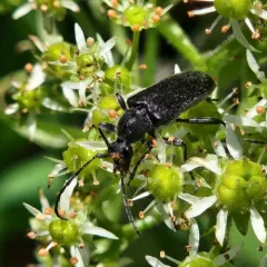 Downy Long-horned Beetle thumbnail 2